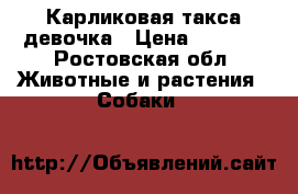 Карликовая такса девочка › Цена ­ 1 000 - Ростовская обл. Животные и растения » Собаки   
